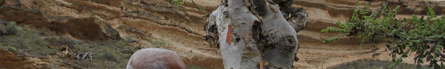 5. Wie oft wird ein Baum geerntet und welchen Ertrag liefert er?