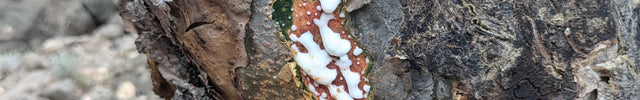 6. Wann wird ein Weihrauchbaum geritzt?